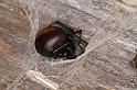Latrodectus_hasselti_D3627_Z_75_Hamelin pool_Australie